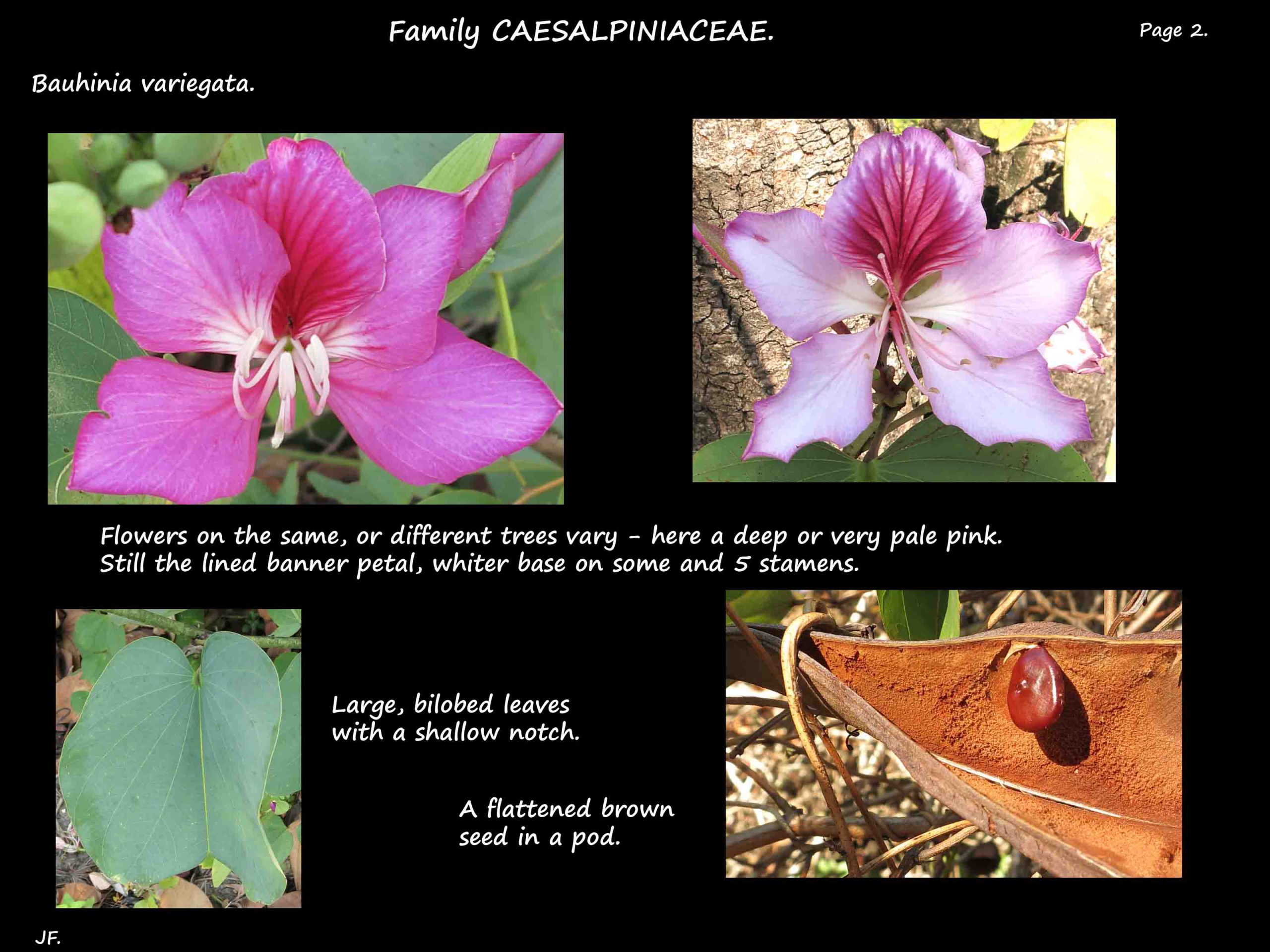 2 Bauhinia variegata leaf, flower & seed